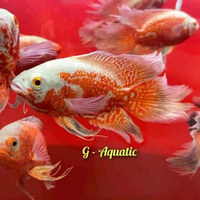 ikan Oscar red Chilli slayer size 9-10cm