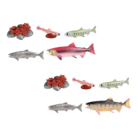 Life Cycle of Salmon Toys Cognitive Puzzle Science Montessori Toys for Presentations Daycare Role Play Birthday Gifts Teaching