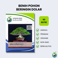 Biji Benih Bonsai Pohon Ficus Microcarpa | Beringin Dolar (Superior Seeds)