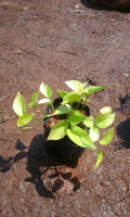 Sirih Gading Kuning / Epipremnum Aureum Lemon / Tanaman Rambat