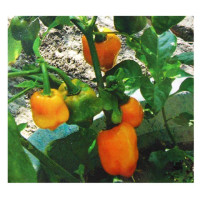 【蔬菜工坊】G82.橘辛橘鬼椒種子12顆(魔鬼椒)