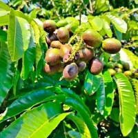 Bibit pohon Matoa Jumbo Siap buah