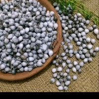 Benih jali-jali bahan kolase