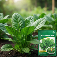BENIH BAYAM HIJAU SUPER kemasan premium