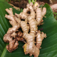 LEMPUYANG WANGI,  LEMPUYANGAN, LEMPUYANG EMPRIT FRESH SEGAR BARU PANEN SUDAH CUCI ORGANIK