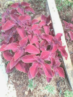Tanaman Miana Merah  / Pohon Miana iler Jawer Kotok / Coleus atropurpureus