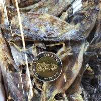 หมึกกะตอยตากแห้ง - Dried Squid