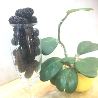 《草歌》桑椹鮮凍包(冷凍桑椹)