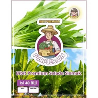 Bibit Premium Fumak / Siomak / Selada Wangi | Bibit Siomak