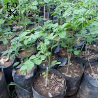 bibit kelor murah Bibit Unggulan