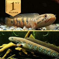 Paket Koloni (Isi10) Baby Channa Asiatica WS Ikan Hias Predator Hiasan Aquarium Aquascape