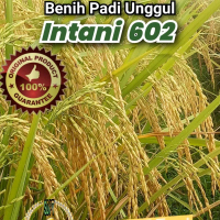 benih padi intani 602 kemasan 1kg kualitas unggul Bibit