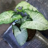 singonium keladi