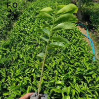 Bibit sedling sirsak madu