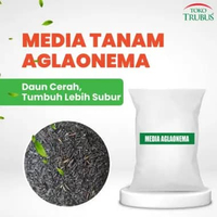 TRUBUS - MEDIA TANAM AGLAONEMA