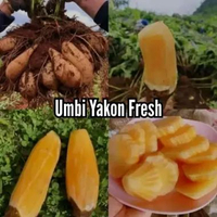 Umbi Yakon Fresh Asli Wonosbo Kualitas Super 1 kg