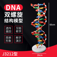 DNA雙螺旋結構模型大號高中分子結構模型60cmJ33306脫氧核苷酸鏈堿基對遺傳基因染色體雙鏈生物科學教學儀器