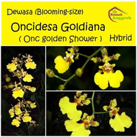 Oncidium goldiana Golden Shower 3 Bulp anggrek dewasa bibit oncidium oncydium gomesa