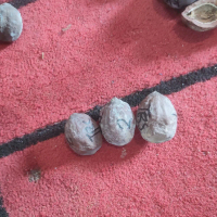 Muncang aduan jalim trisulaa
