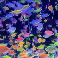 Glow Tetra / Glofish Orange