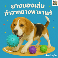COD ของเล่นสุนัข ลูกบอลกระดิ่ง ยางพาราแท้ Kazoo Studded ball แข็งแรง ทนทาน มีกระดิ่ง Rubber Dog toy