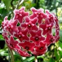 tanaman hias gantung hoya bunga merah atau hoya krohniana