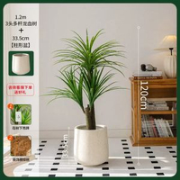 掬涵北歐輕奢模擬綠植龍血樹大型落地盆栽高階假植物客廳裝飾擺件