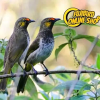 BURUNG CAK WILIS SEPASANG PILIHAN AVIARY SEPASANG