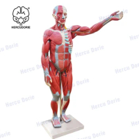 Scientific 170cm Human Muscle and Organ Model, Removable Organs and Muscle Anatomy, Include instructions