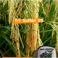 Benih Padi TRI SULTAN 05 Berkualitas 1 kg - Tingkatkan Kualitas Tanaman Anda Kuning - Daun