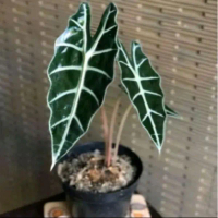 Tanaman hias alocasia amazon- keladi amazon.