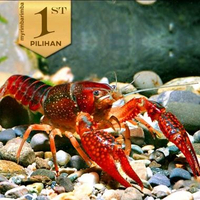 Lobster Maroon Amerika Hiasan Aquarium Ikan Hias Tanaman Aquascape -