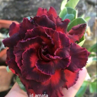 jual benih adenium bunga tumpuk dan single macam macam warna