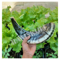 Terompet sangkakala ram shofar ram original