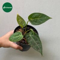 Tanaman Hias Anthurium Dressleri x Forgetii / Kuping Gajah Hybrid