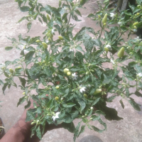 pohon cabe rawit merah