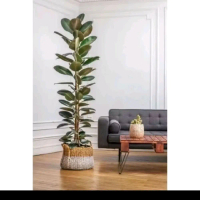 TANAMAN HIAS FICUS ELASTICA/KARET KEBO 170CM