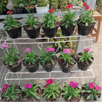 tanaman hias bunga anyelir dianthus inc pot