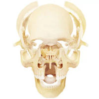 4D MASTER 1:2 Size Skull Anatomy Model Educational Equipment Medical Tool MASTER Human Detachable Skull keleton
