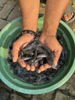 Paket Bibit Lele 8-9 cm Murah Sehat Lincah Gesit 100 Ekor