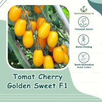 3 Biji - Benih Tomat Cherry Kuning Golden Sweet F1