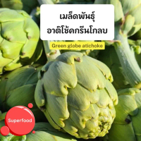 เมล็ดพันธุ์ อาติโช้ค กรีนโกลบ (Green Globe Artichoke Seed) เมล็ดคุณภาพ อัตราการงอกสูง บรรจุ15เมล็ด เ
