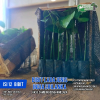 ISI 12 BIBIT LADA SAMBUNG JENIS INDIA SRILANKA ( PERDU ) Tanaman