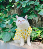 貓咪衣服寵物小貓衣服防掉毛公主襯衫【櫻田川島】