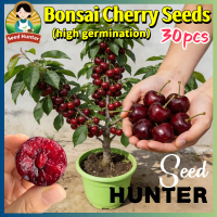 100% Authentic 30pcs Bonsai Cherry Seeds for Planting Fruit Trees Dwarf Cherry Tree Plant Seeds Grow