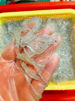 【天天來海鮮】基隆港超鮮吻仔魚 （可生魚片）重量：300克/份
