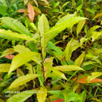 Bibit Tanaman Pohon Jenitri Genitri Kualitas Super 40-55 cm Siap Tanam Harga Terjangkau & Unggul Ber