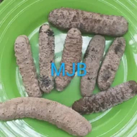 teripang gamat duri super/haisom/ 100gram