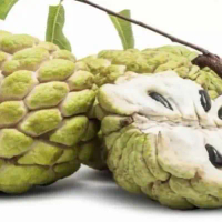 bibit buah srikaya jumbo