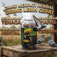 Jamu Merpati Ginseng Teki GT Herbal 50  Butir